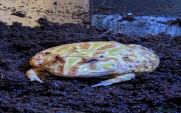 Frog reptiles for sale: Male + female pacman pixie horned frogs and setup - Image 3