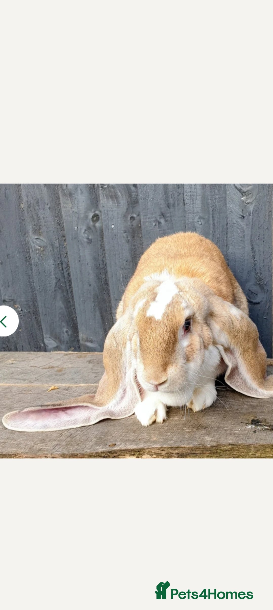 English Lop rabbits English lop rabbit - Advert 1