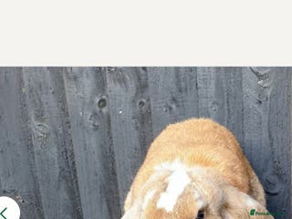 English Lop rabbits English lop rabbit - Advert 1