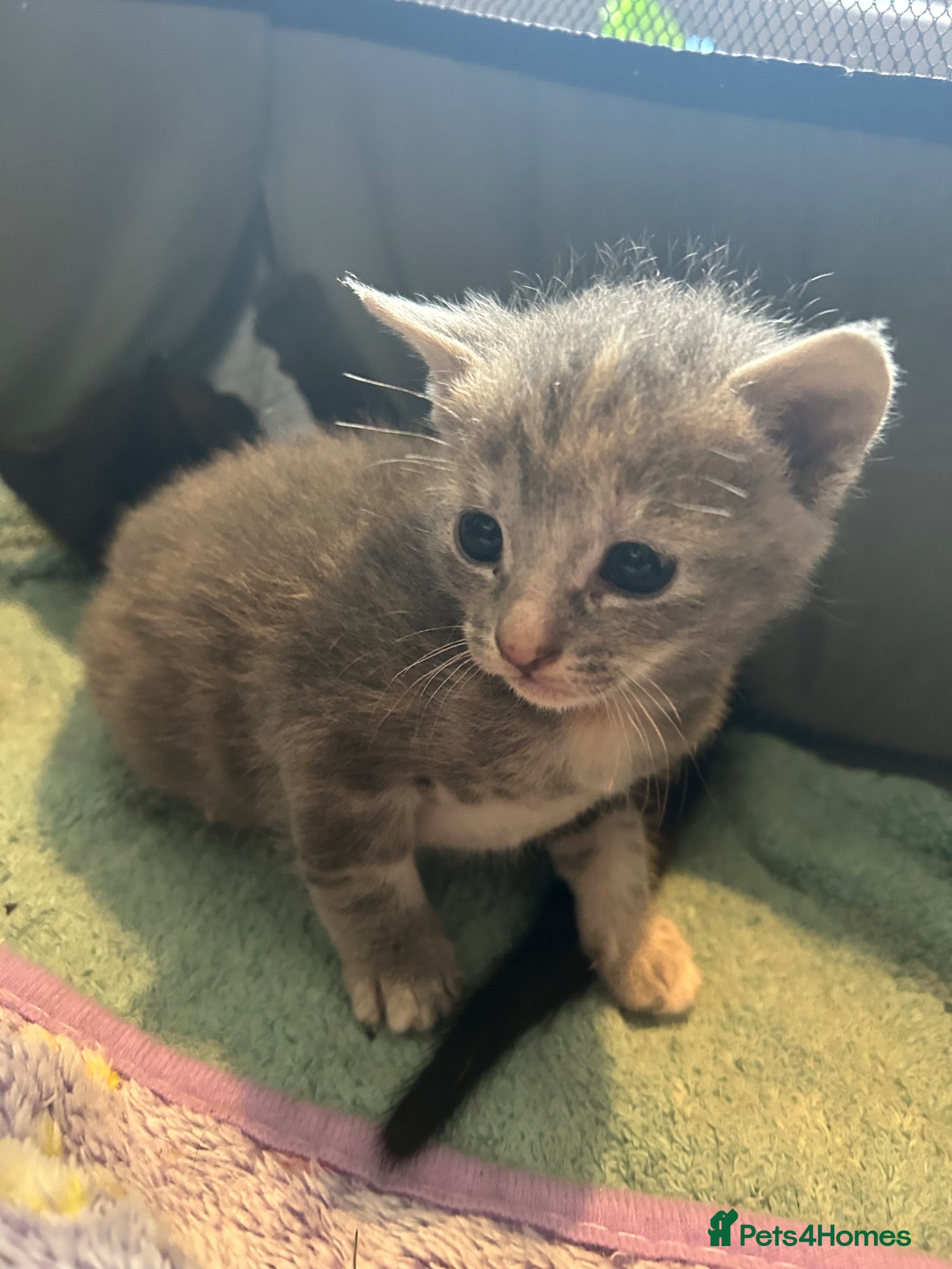 Mixed Breed cats for sale: Gorgeous female grey tabby! - Advert 5