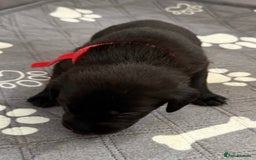 Labrador Retriever dogs for sale: Black Labrador retriever puppies KC registered - Image 19