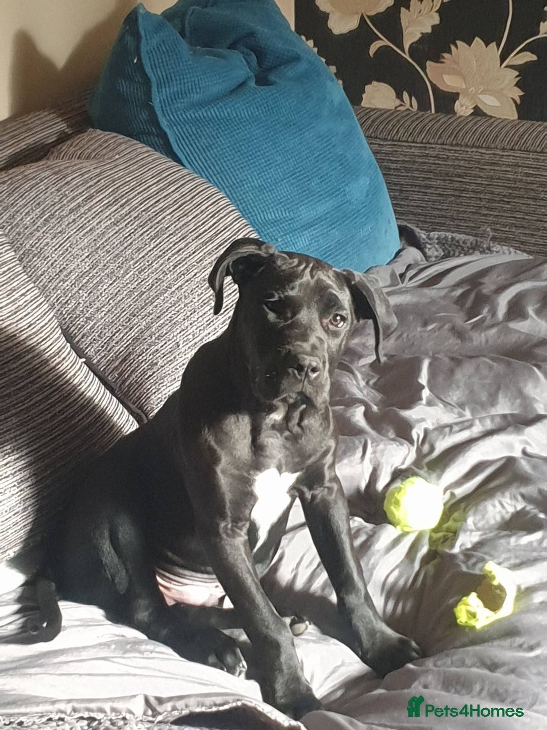 Presa Canario dogs for sale: Male presa canario pup - Advert 3