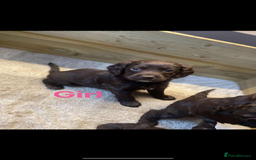 Cockapoo dogs for sale: Cockapoo puppies  - Image 3