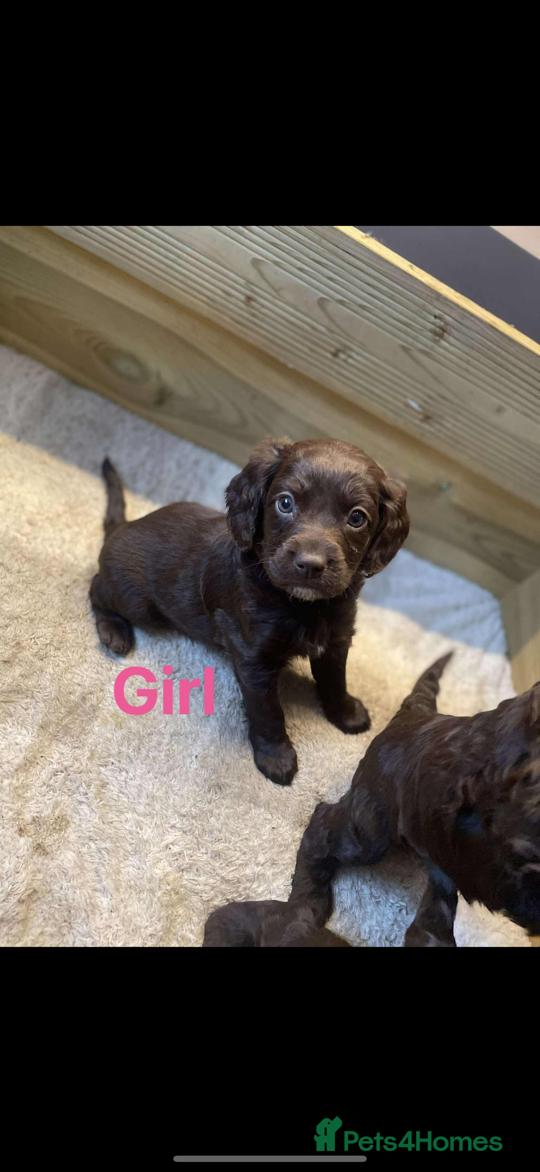 Cockapoo dogs for sale: Cockapoo puppies  - Image 3