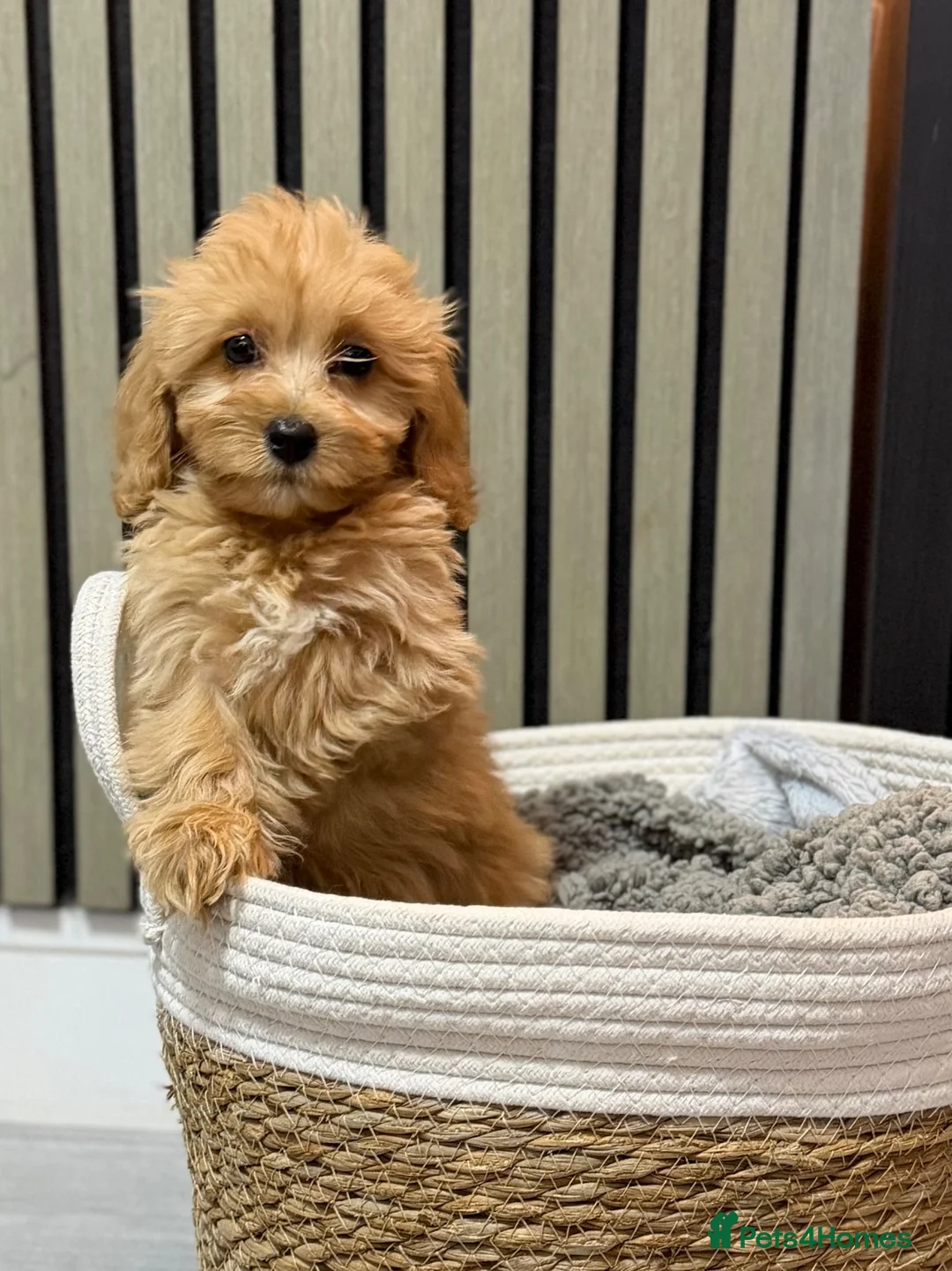 Cavapoo dogs for sale: Ruby cavapoo puppies - Advert 1
