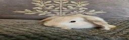 Mini Lop rabbits for sale: Mini lop baby bunnies for sale  - Advert 9