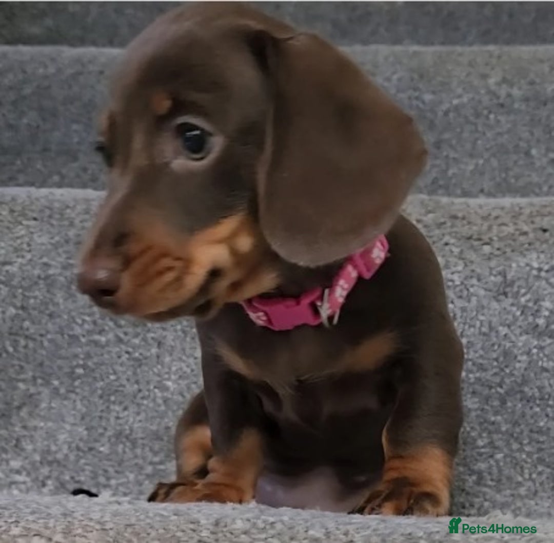 Miniature Dachshund dogs for sale: Miniature Dachshund Puppies - READY NOW ! - Image 2