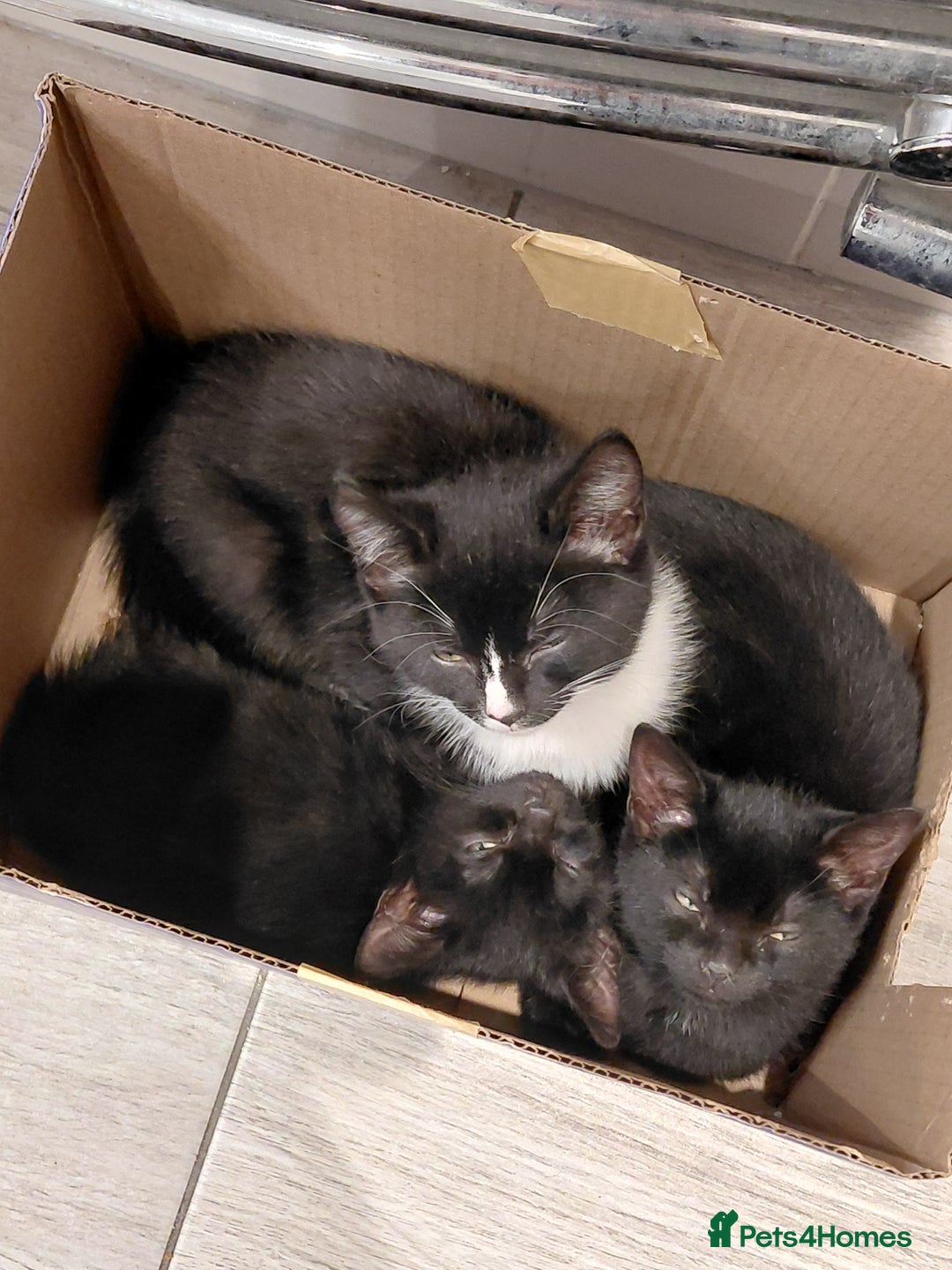 Bombay cats for sale: Kittens for sale - Advert 2