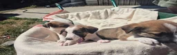 Welsh Collie dogs for sale: Welsh sheepdogs - Advert 4