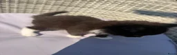 Mixed Breed cats for sale: BSH mixed breed kittens - Advert 23