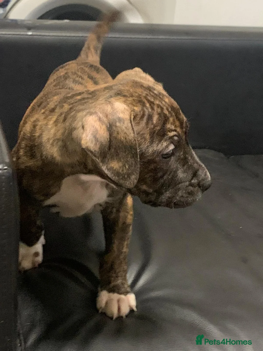 Staffordshire Bull Terrier dogs for sale: Five female small dogs and three male small dogs. - Advert 2