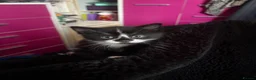 Mixed Breed cats for sale: Kittens  - Advert 23
