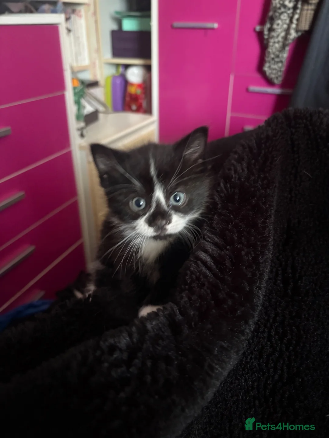 Mixed Breed cats for sale: Kittens  - Advert 23