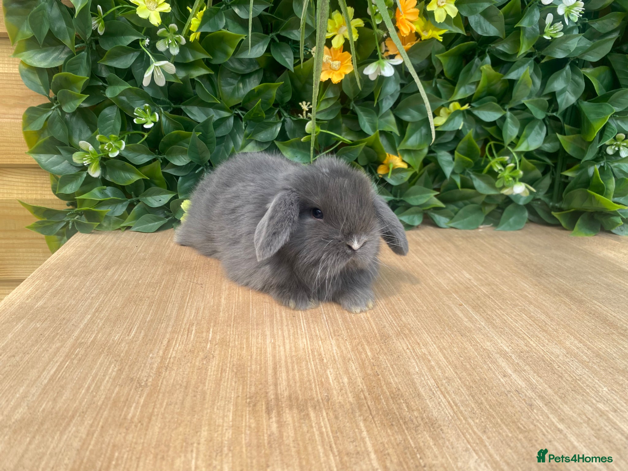 Mini Lop rabbits Mini lops ( Est since 2014 )  - Advert 6