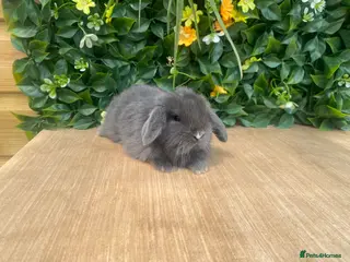Mini Lop rabbits Mini lops ( Est since 2014 ) - Advert 6