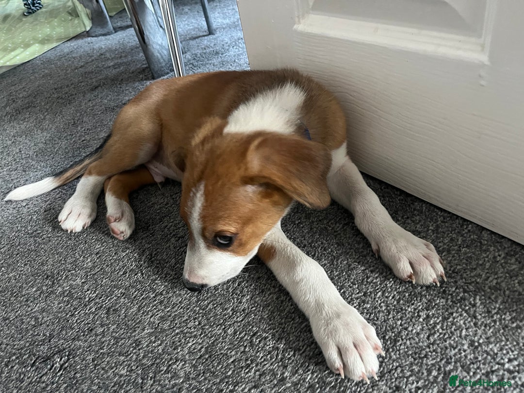 Mixed Breed dogs for sale: Collie x Huntaway Pup - Image 2