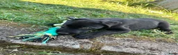 Mixed Breed dogs for sale: Shadow in Plymouth - Advert 6