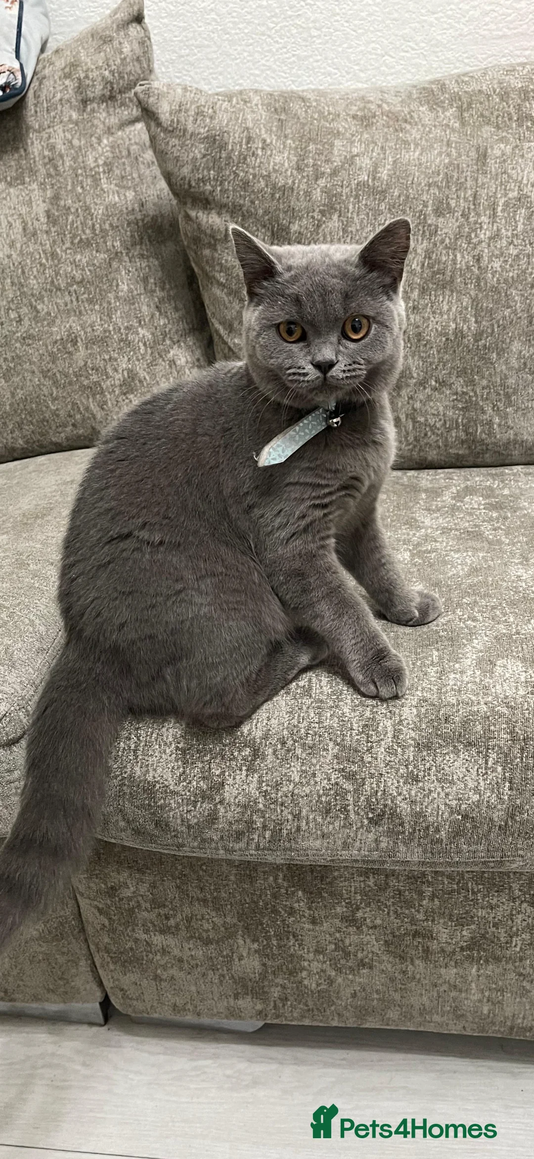 British Shorthair cats for sale: Beautiful British Short Hair in Birmingham - Advert 3