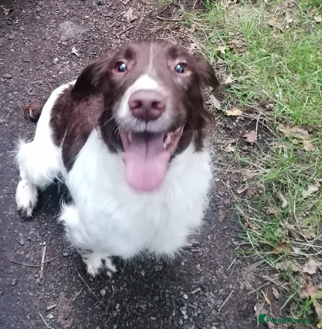 English Springer Spaniel dogs for sale: 7 weeks old D. O.B 23.10.25  - Advert 2