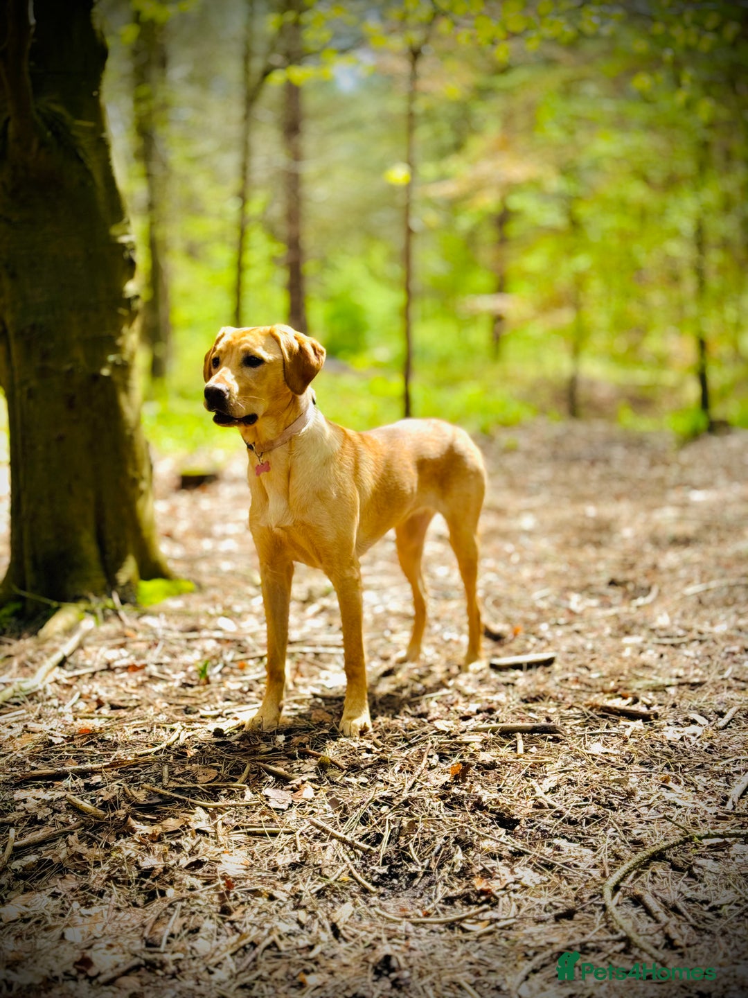 Labradoodle dogs for sale: 2 year old Labrador  - Image 11