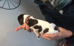 English Springer Spaniel dogs for sale: English Springer Spaniel Puppies KC Registered - Image 24