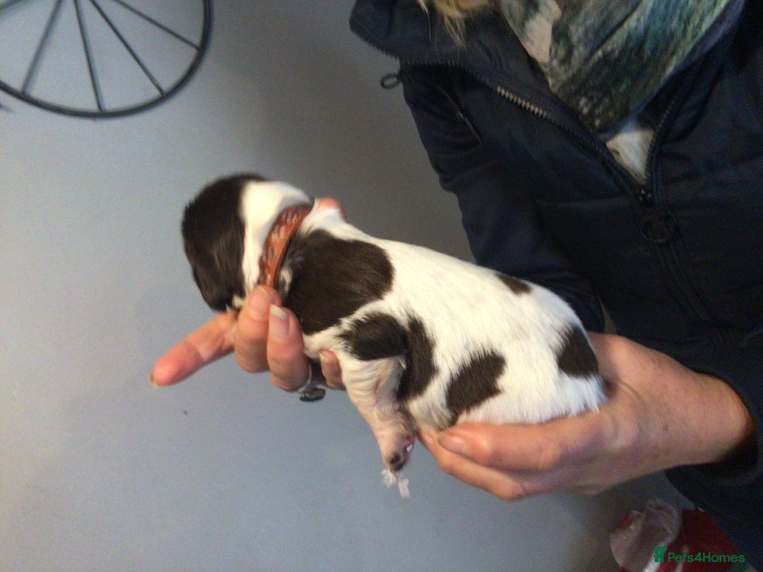 English Springer Spaniel dogs for sale: English Springer Spaniel Puppies KC Registered - Image 24