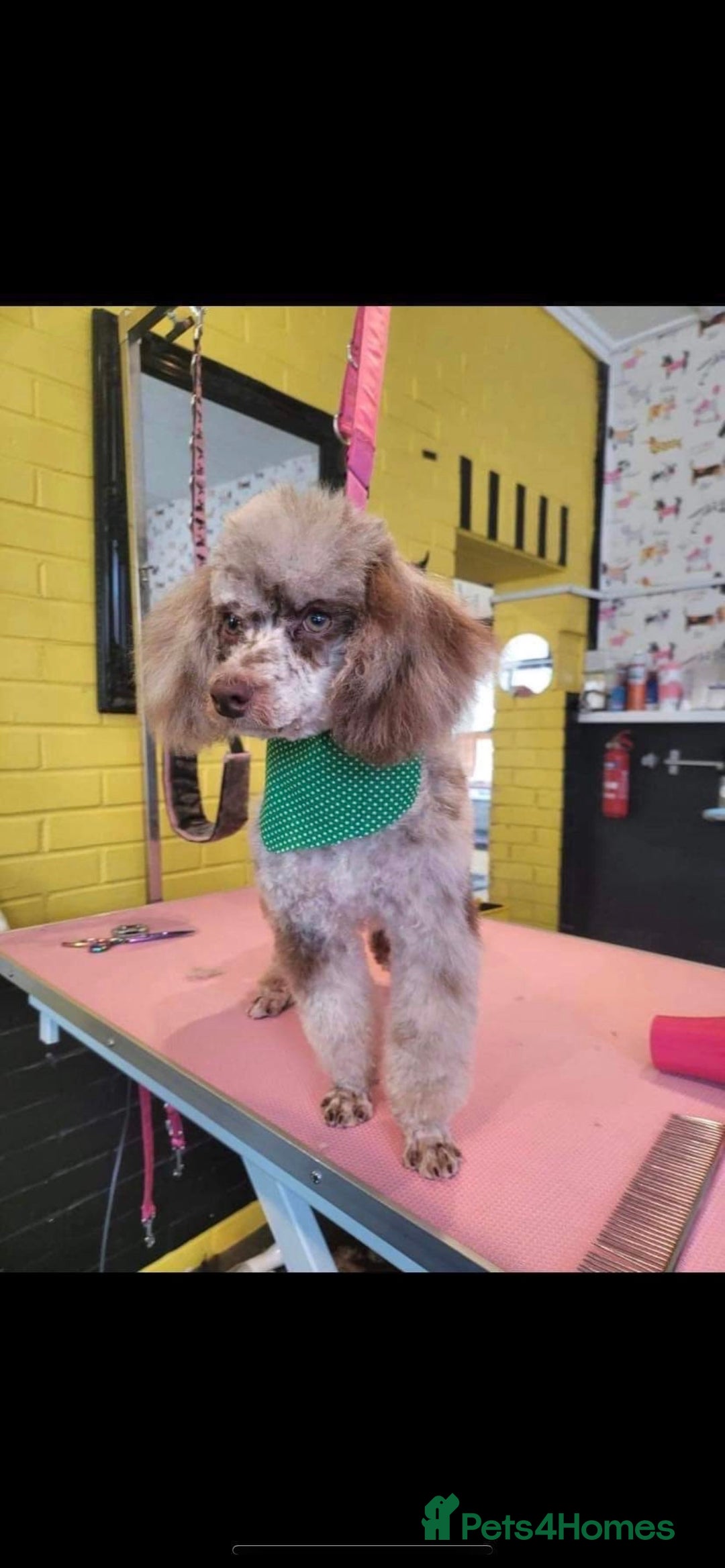 Toy Poodle dogs for stud: stunning toy poodle boys ready for studs in Doncaster - Image 5