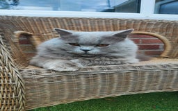 British Longhair cats for stud:  Exclusive British Blue Stud –  Friendly - Image 3