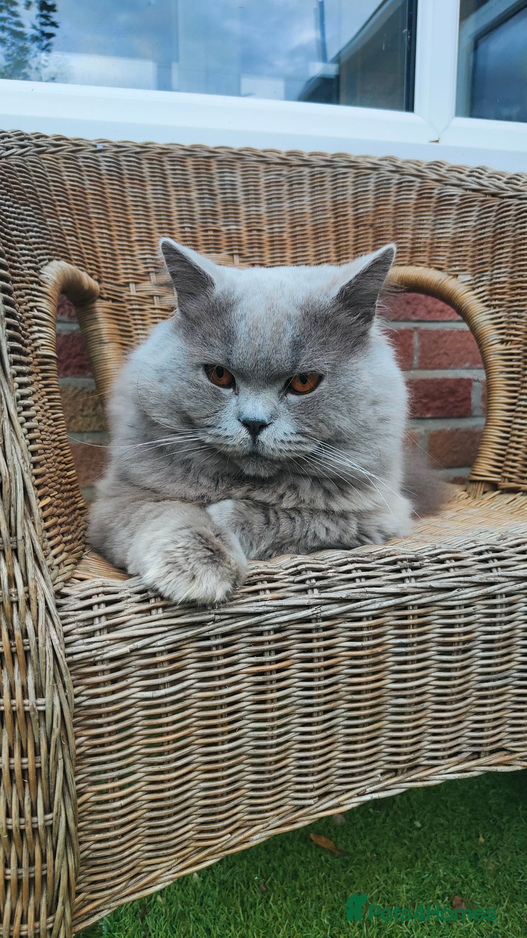 British Longhair cats for stud:  Exclusive British Blue Stud –  Friendly - Image 3
