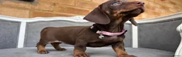 Dachshund dogs for sale: Standard dachshund puppies  - Advert 4
