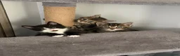 Mixed Breed cats for sale: Kittens  - Advert 4