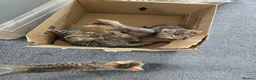 Domestic Shorthair cats for sale: 5 beautiful tabby kittens for Sale!!! - Advert 24