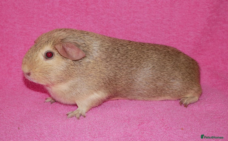 Guinea Pig rodents - Advert 1