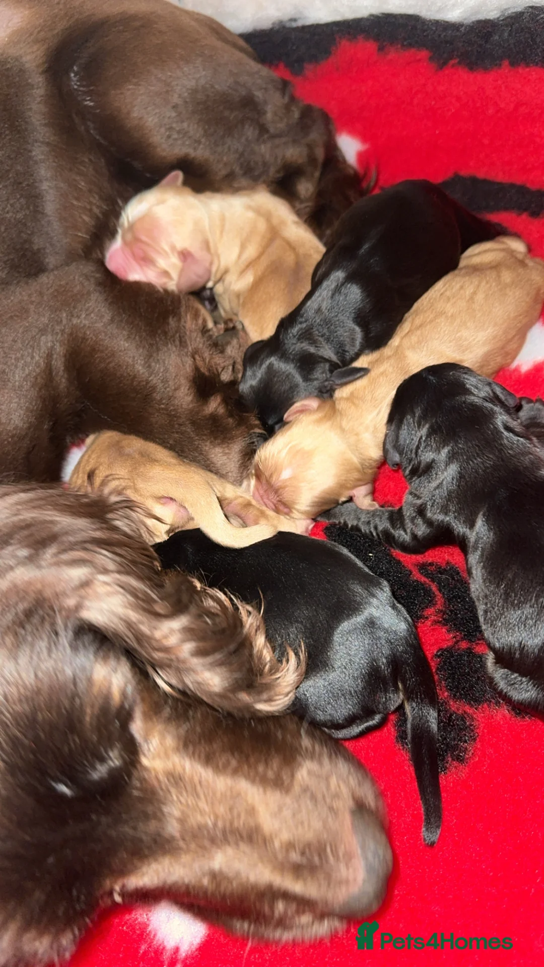 Cocker Spaniel dogs for sale: Two girl cocker spaniel  - Advert 1