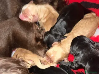 Cocker Spaniel dogs Two girl cocker spaniel - Advert 2