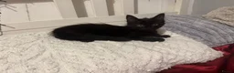 Mixed Breed cats for sale: Beautiful Male Kittens 🥰 in Dartford - Advert 21