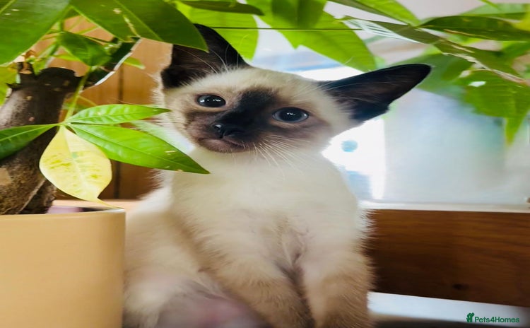 Siamese cats - Advert 15