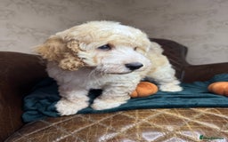 Cockapoo dogs for sale: Pedro f1 cockapoo  - Image 15