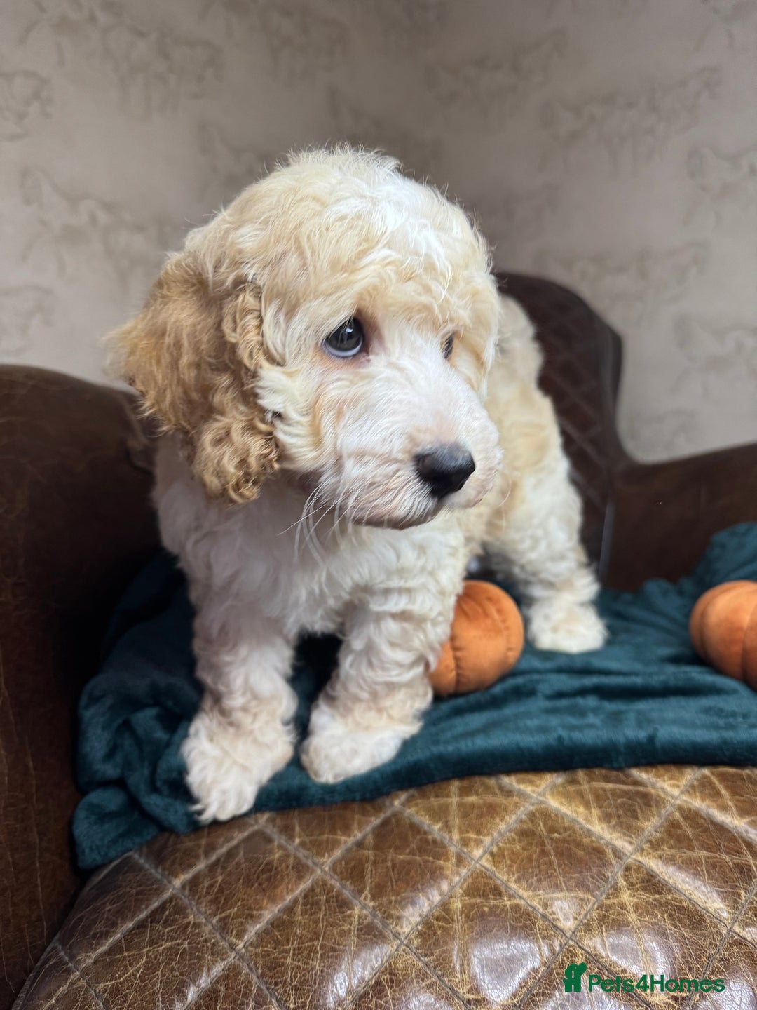 Cockapoo dogs for sale: Pedro f1 cockapoo  - Image 15