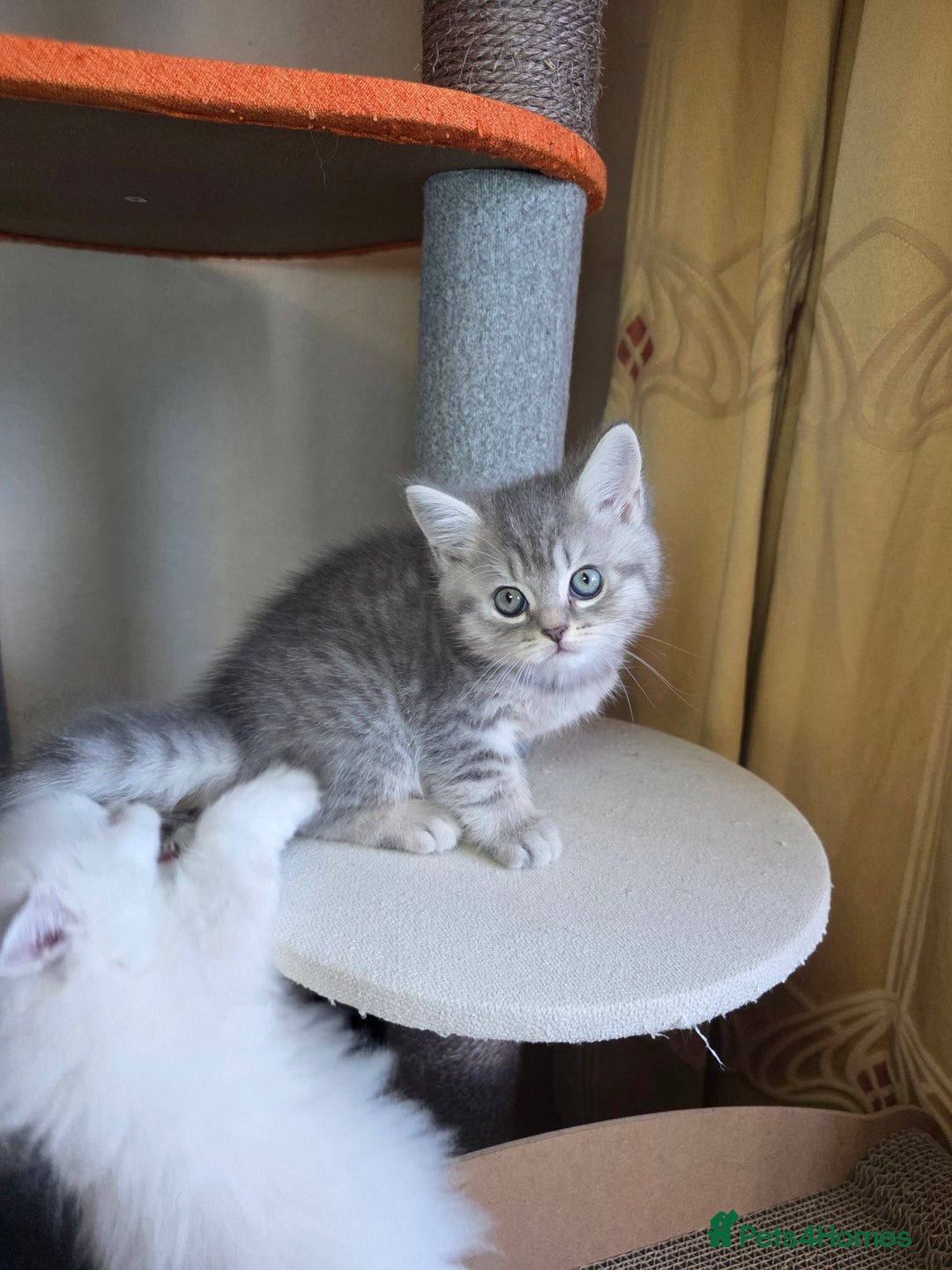 British Shorthair cats for sale:  🐾 Only 1 Adorable British Shorthair Kitten Left! - Advert 9