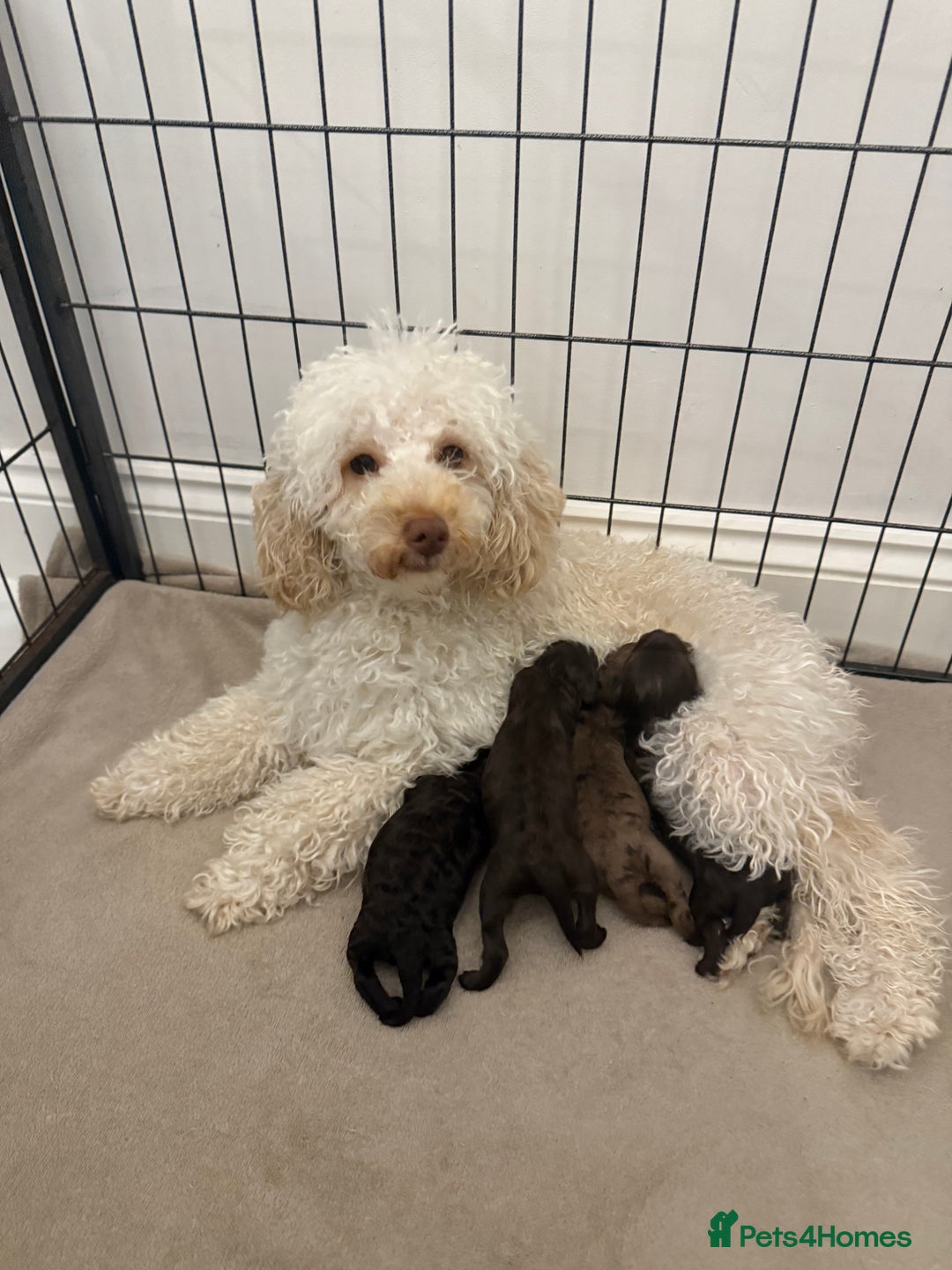 Cockapoo dogs for sale: F1B cockapoos - Image 10