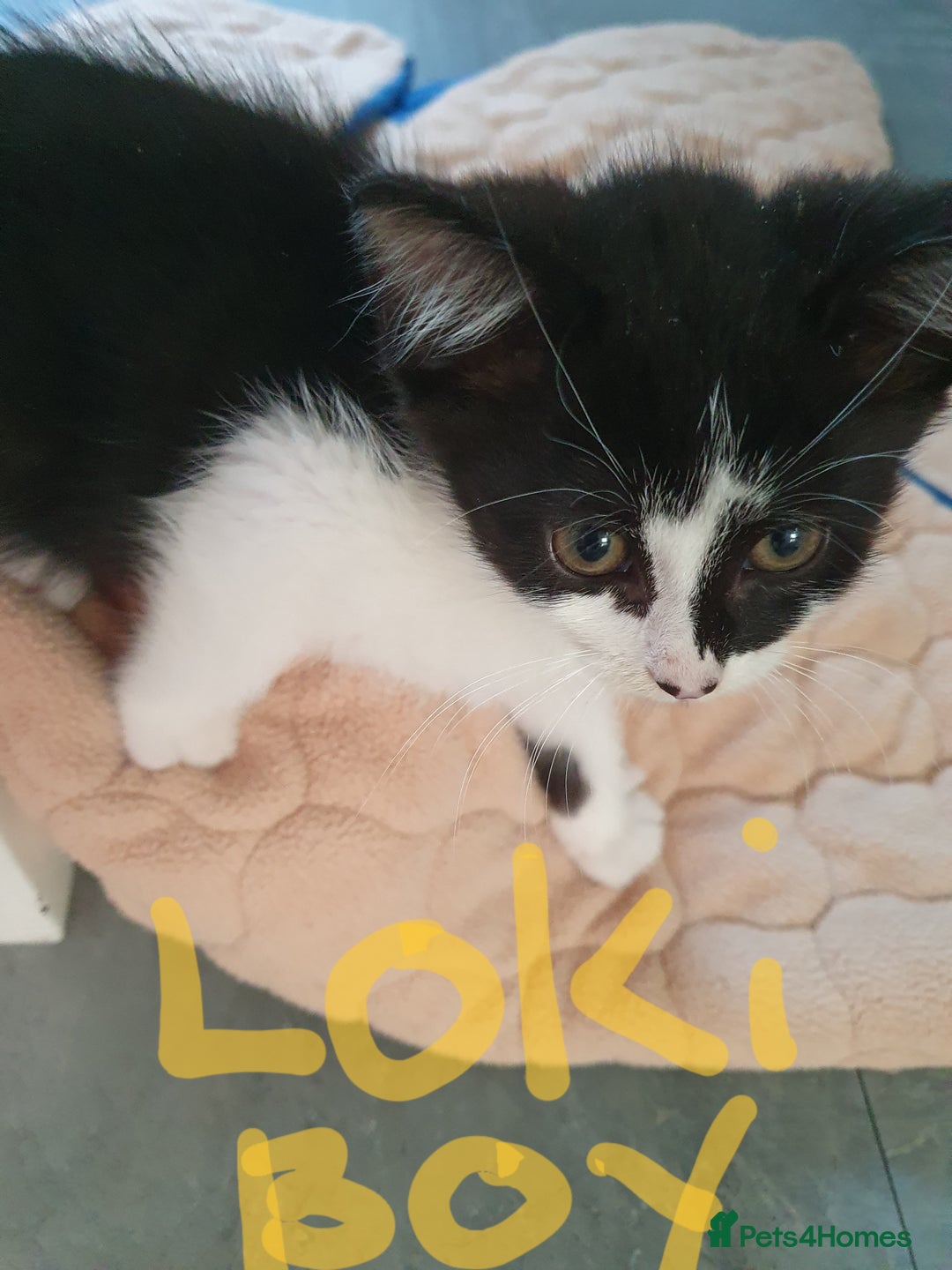 Mixed Breed cats for sale: Kittens  - Image 2