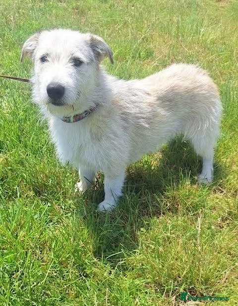 Mixed Breed dogs 🐾 Flynn — Medium Boy Ready for His Forever Home - Advert 1