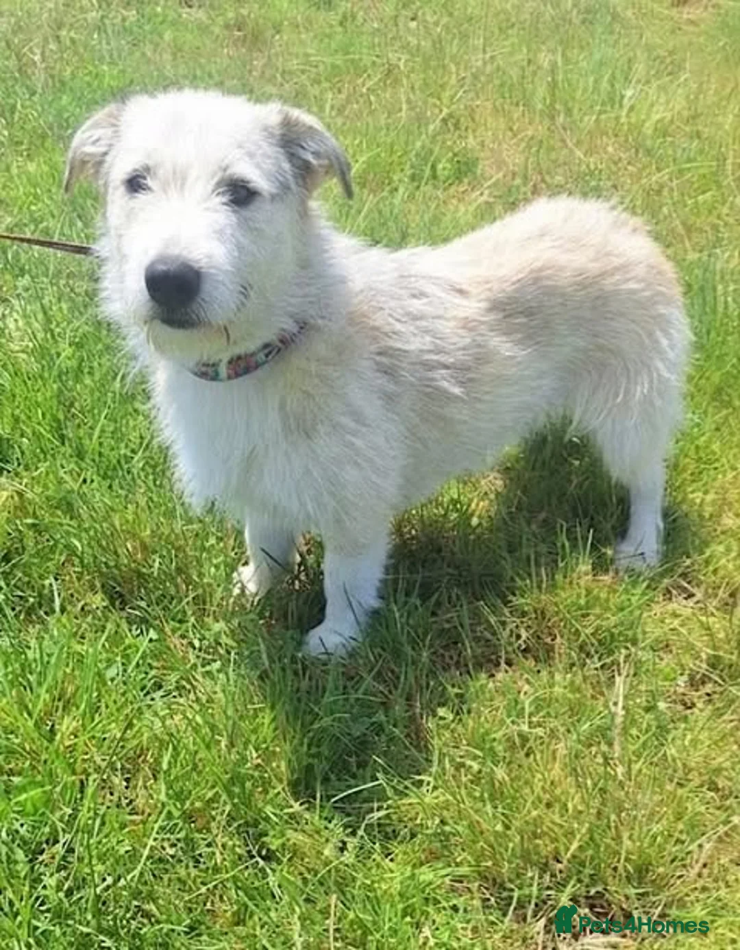 Mixed Breed dogs for adoption: 🐾 Flynn — Medium Boy Ready for His Forever Home - Advert 1