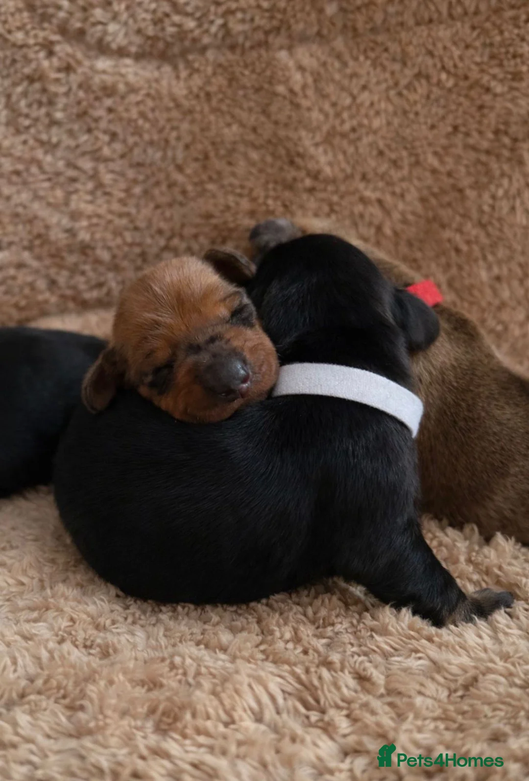 Miniature Dachshund dogs for sale: KC Registered Smooth Haired Mini Dachshund Puppies - Advert 14