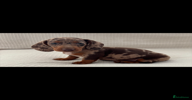 Miniature Dachshund dogs - Advert 7