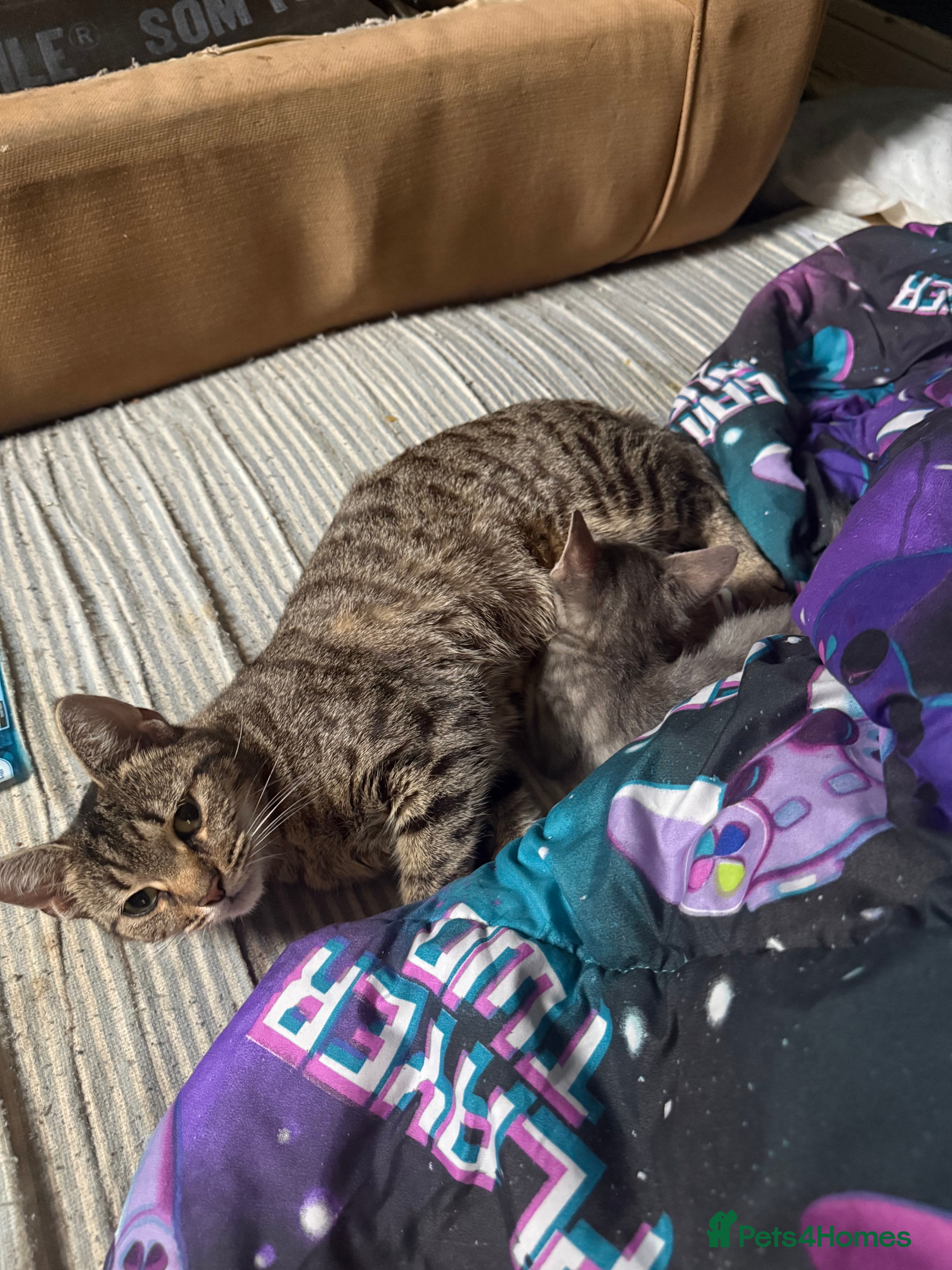 British Shorthair cats Tabby kittens  - Advert 8