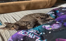 British Shorthair cats for sale: Tabby kittens  - Image 1