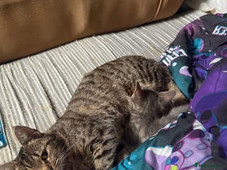 British Shorthair cats Tabby kittens - Advert 10