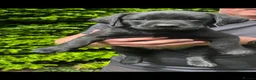 Labrador Retriever dogs for sale: RKC Black Labrador Puppies for Sale - Advert 12